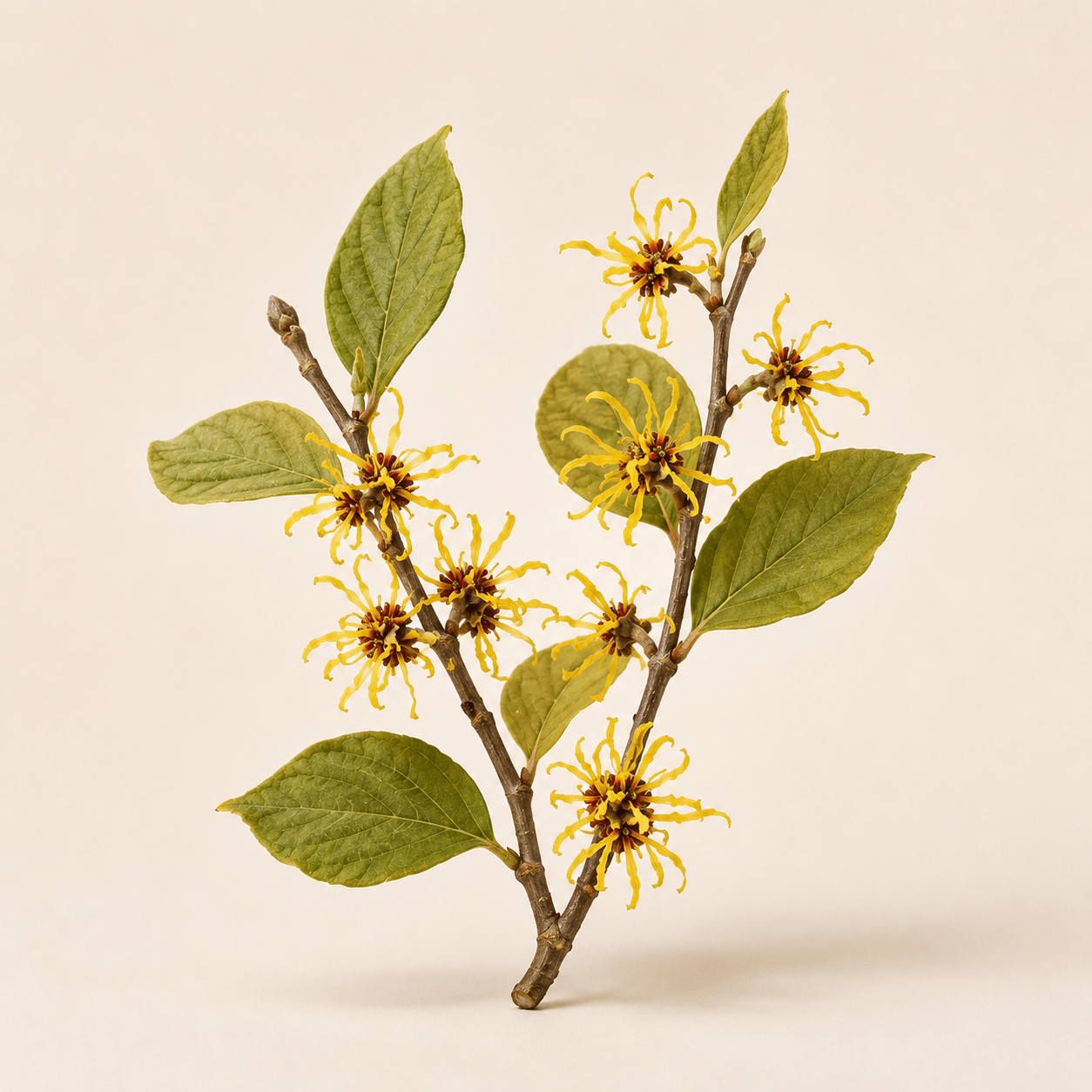 Hamamélis Hamamelis virginiana, plante de la formule Veinavital