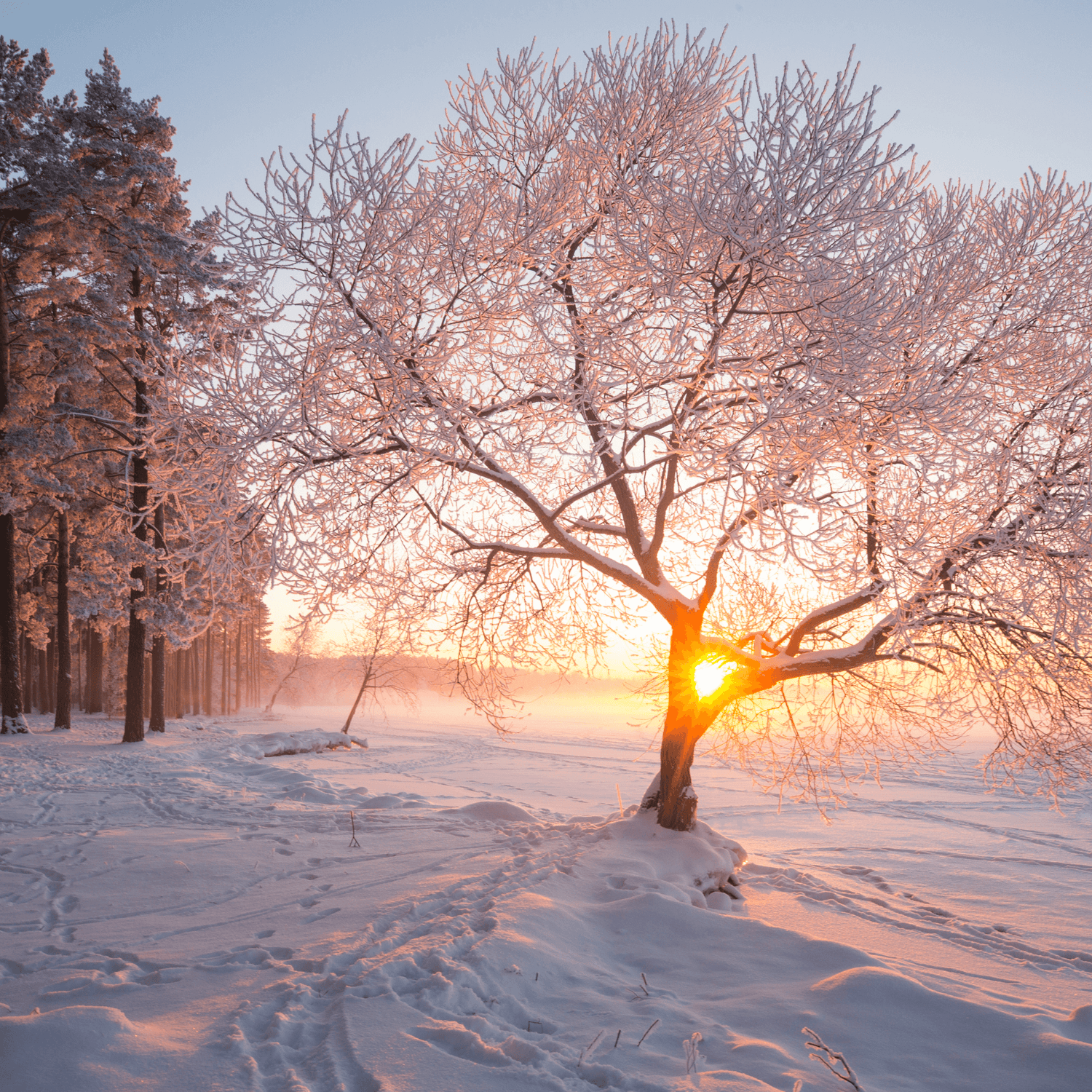 paysage d'hiver comment prendre soin de ses articulations avec vital santé