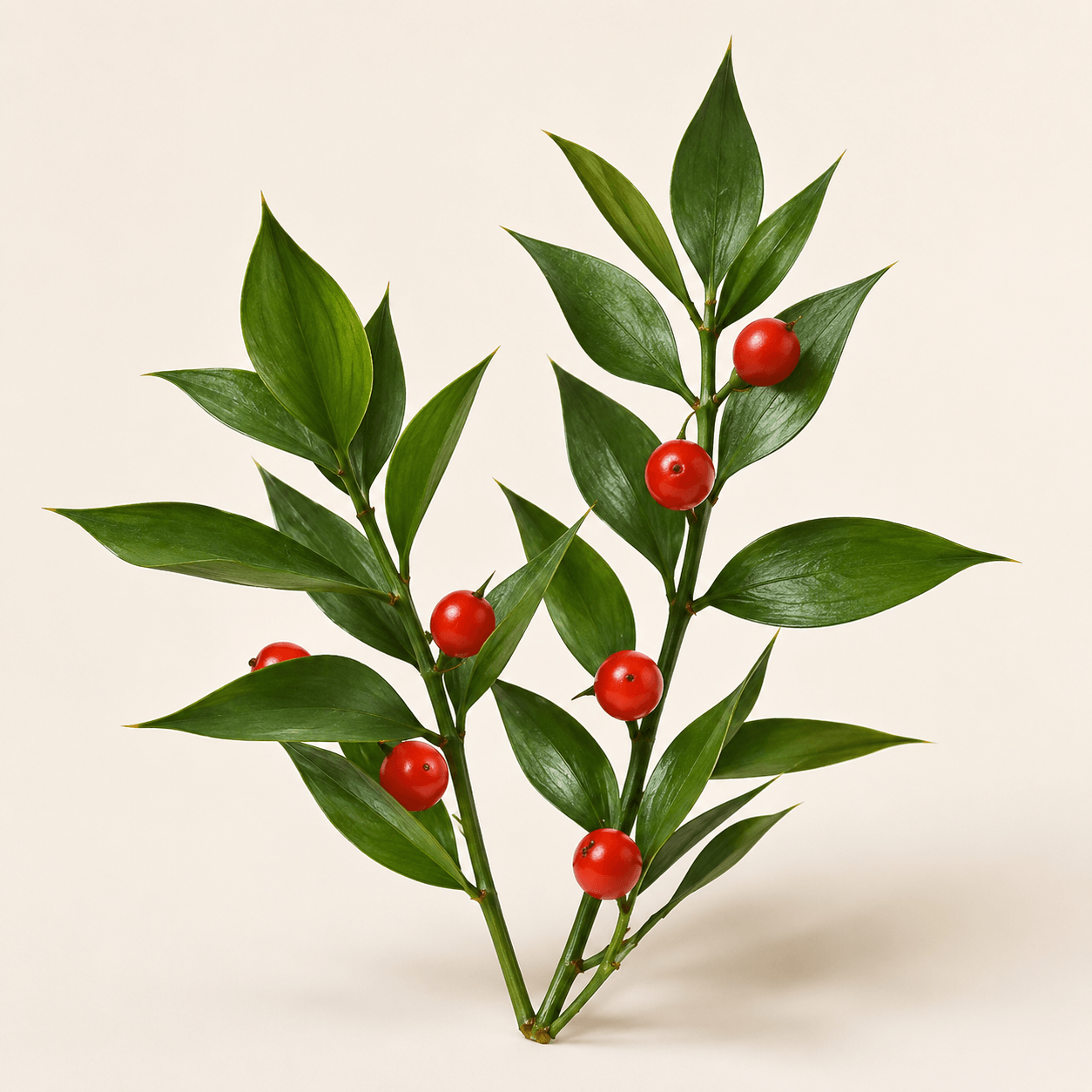 Petit houx Ruscus aculeatus, plante de la formule Veinavital